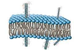 nanotransportador