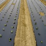 norma europea CEN FprEN 13655:2017, películas plásticas biodegradables, film, François de Bie, European Bioplastics, EUBP, Reglamento de Fertilizantes de la UE, Parlamento Europeo, film biodegradable, agricultura,