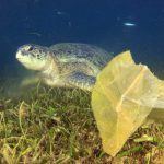 Ercros, ErcrosBIo PHA, bioplástico, plástico biodegradable, plástico didrodegradable, agua, mar, medio ambiente, Expoquimia, Expoquimia 2017, novedades