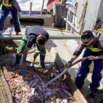 repescaplas, recogida de plásticos marinos, residuos plásticos, mar, playas, mares, océanos, contaminación por plástico, aimplas, pescadores, gandía, marín, vigo, puertos