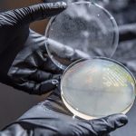 lignina, PDC, plásticos, bioplásticos, universidad de wisconsin-madison, bacteria, microbio, celulosa, plantas, novosphingobium aromaticivorans