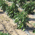 plásticos biodegradables, plásticos para agricultura, multibiosol, aitiip, centro tecnológico