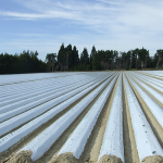 plásticos agrícolas