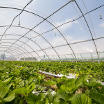 plásticos agrícolas