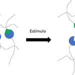 aimplas bio-Adhesivos